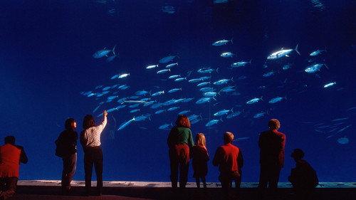 Nature Season 24 Episode 6 - Oceans in Glass: Behind the Scenes of the Monterey Bay Aquarium