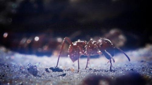 72 Dangerous Animals: Australia Season 1 Episode 9 - Seeing Red