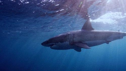 When Sharks Attack Season 5 Episode 7 - Nightmare on the Cape