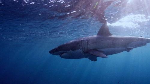 When Sharks Attack Season 5 Episode 7 - Nightmare on the Cape