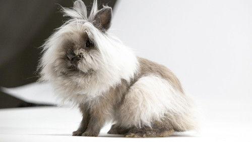 Nature Season 38 Episode 14 - Remarkable Rabbits