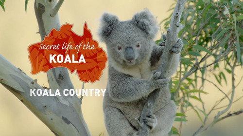 Secret Life of the Koala Season 1 Episode 1 - Koala Country