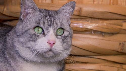 A Cat's-Eye View of Japan Season 2 Episode 21 - Saitama: Kitty Hospitality in Kawagoe