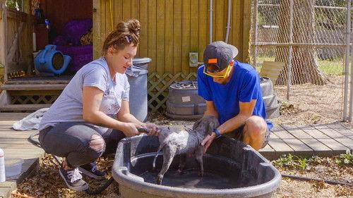 Pit Bulls and Parolees Season 17 Episode 5 - Change on the Horizon