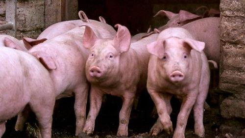 Countryfile Season 35 Episode 3 - Bristol's Last Farm