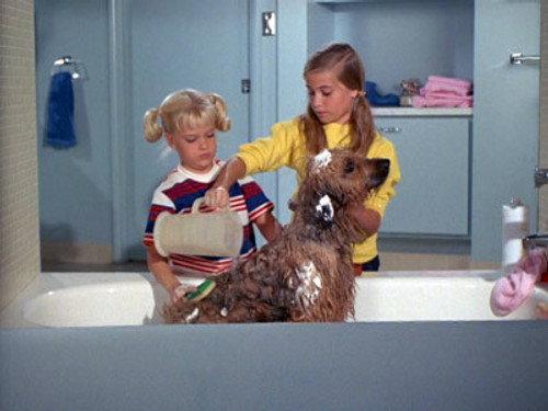 The Brady Bunch Season 1 Episode 5 - Katchoo