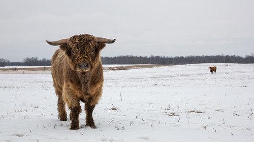 The Incredible Dr. Pol Season 17 Episode 7 - Walking in a Winter Pol-ar Land