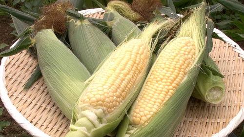Background image for Corn