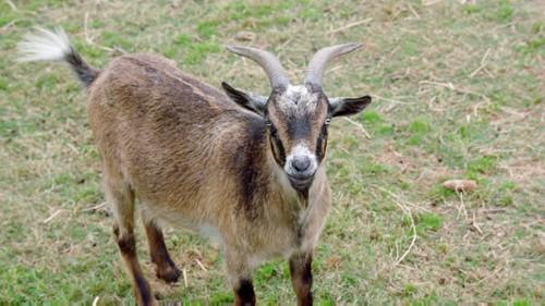 The Vet Life Season 1 Episode 3 - No Goats, No Glory