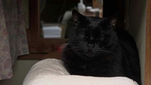 A Cat's-Eye View of Japan Season 4 Episode 11 - Kyoto: Happy Reunions