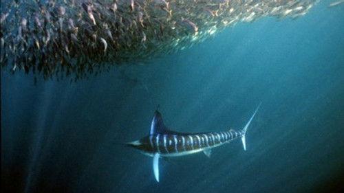 Natural World Season 27 Episode 15 - Superfish