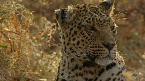 Savage Kingdom Season 3 Episode 1 - Dawn of Darkness
