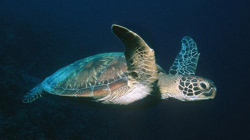 Nature Season 25 Episode 10 - Voyage of the Lonely Turtle