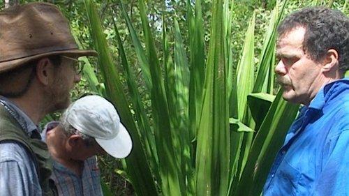 Time Team Season 6 Episode 13 - Montravers Estate (Part 2) - Nevis, West Indies