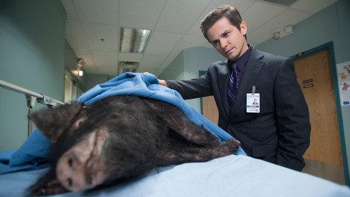 The Night Shift Season 1 Episode 3 - Hog Wild