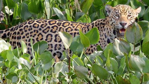 Brazil Untamed Season 1 Episode 10 - The Pantanal