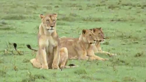 Trials of Life Season 1 Episode 9 - Friends and Rivals