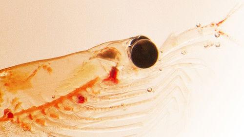 NOVA Season 43 Episode 12 - Mystery Beneath the Ice