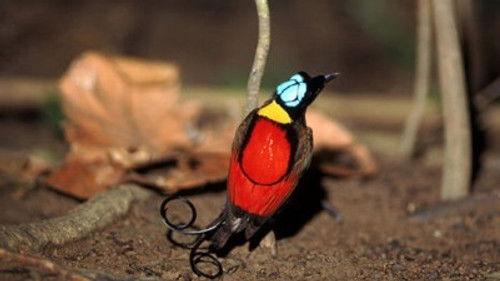 Natural World Season 29 Episode 8 - Birds of Paradise