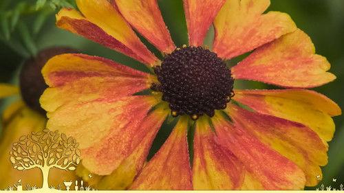 Gardeners' World Season 54 Episode 24 - Episode 24