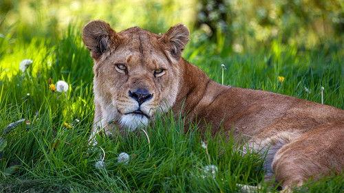 Animal Park Season 23 Episode 9 - Summer 2024: Episode 9