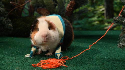 Cochon dingue Season 4 Episode 16 - Episode 16