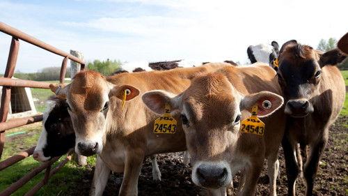 The Incredible Dr. Pol Season 2 Episode 13 - A Fair to Remember