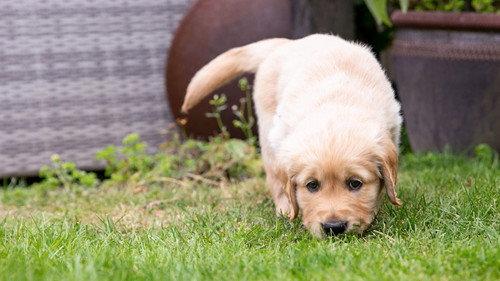 Puppy School for Guide Dogs Season 1 Episode 3 - Episode 3