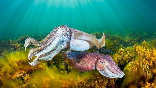 Background image for Con Artists