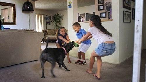 Cesar 911 Season 2 Episode 7 - Raging Pit Bull