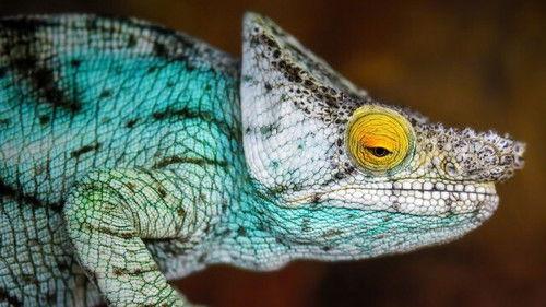 The Secret Life of the Zoo Season 3 Episode 7 - Episode 7