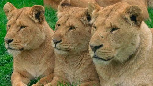 Animal Park Season 25 Episode 11 - Episode 11