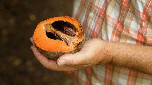 Gardening Australia Season 35 Episode 21 - Episode 21 Winter: Exotic fruits & cool conifers