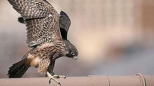 Natural World Season 16 Episode 17 - Metropolis