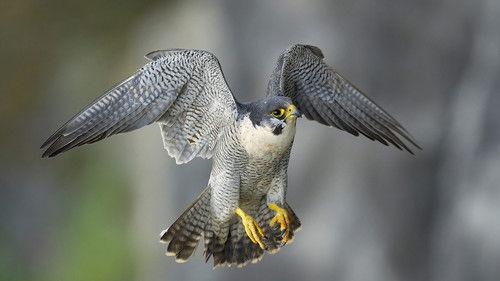 Springwatch Season 22 Episode 1 - Episode 1