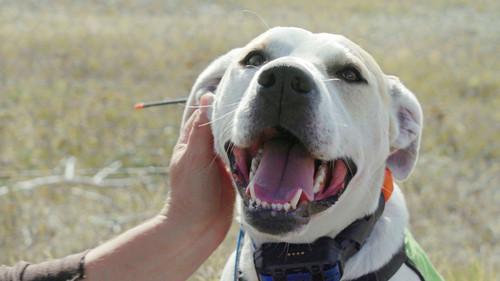 Dog Squad Season 13 Episode 1 - Episode 1