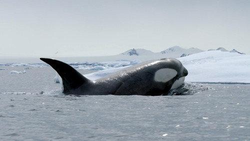 Nature Season 43 Episode 8 - Expedition Killer Whale