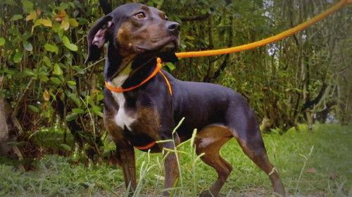 Pit Bulls and Parolees Season 17 Episode 3 - Mother of Chaos