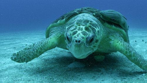 Great Blue Wild Season 1 Episode 6 - Bahamas