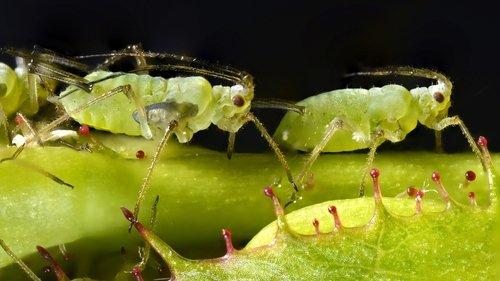 David Attenborough's Natural Curiosities Season 2 Episode 1 - Virgin Birth