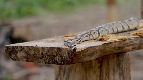 Good Luck Guys – Sverige Season 2 Episode 5 - Episode 5