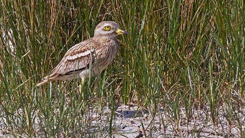Springwatch Season 12 Episode 1 - Episode 1