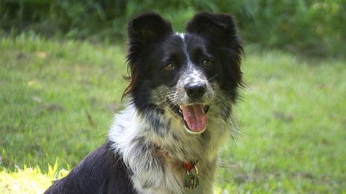 Catalyst Season 17 Episode 13 - Short Sightedness In Children, Saving A Furry Friend