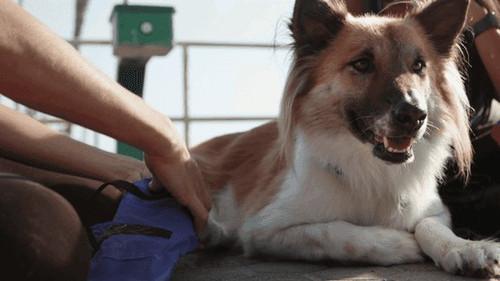 Background image for Frida