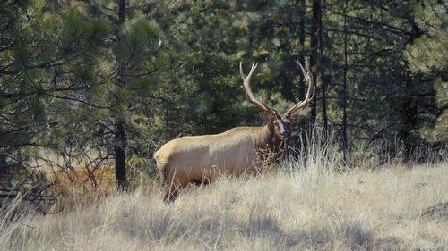 MeatEater Season 8 Episode 2 - Blue Mountain Bugles