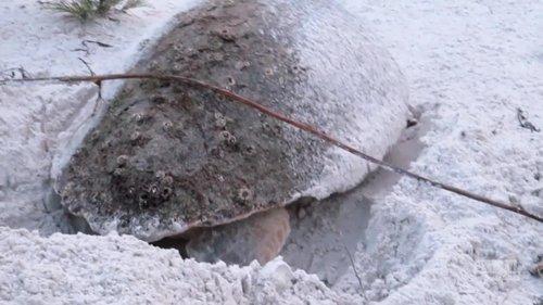 Dateline: Secrets Uncovered Season 10 Episode 64 - A Place on the Sand