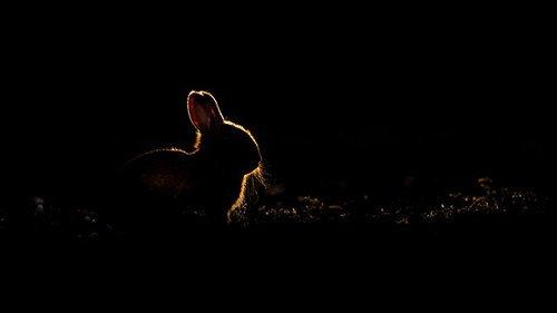 Springwatch Season 18 Episode 3 - Episode 3
