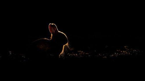 Springwatch Season 18 Episode 3 - Episode 3