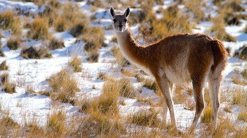 Patagonia: Earth's Secret Paradise Season 1 Episode 2 - Heat and Dust