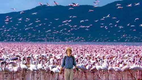 Andy's Wild Adventures Season 1 Episode 8 - Flamingos